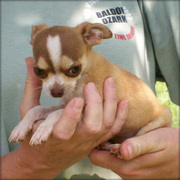 Chihuahua Puppies Now Available.