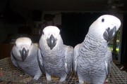  African Grey Parrots For a New Home