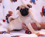 PUG PUPPIES READY FOR NEW HOMES