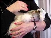 Female Babies Capuchin Monkeys for free adoption