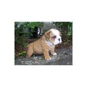 Female english bulldog for adoption