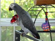 Congo African Grey Parrots ~Now Available~ Will Ship!
