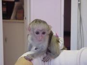 Cute Capuchin Monkey 